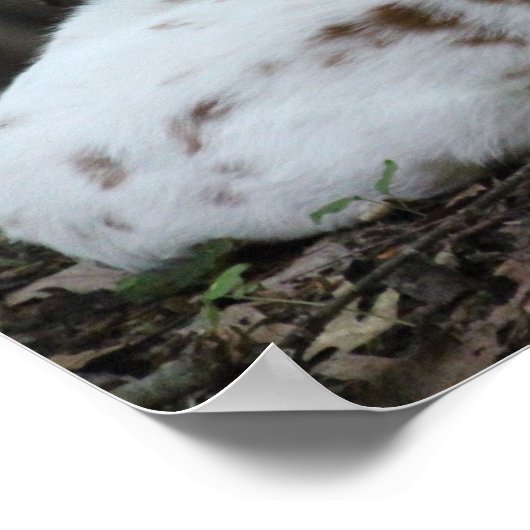 KMCfoto Piebald Deer Poster (Hoek)