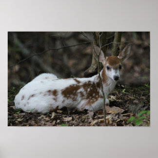 KMCfoto Piebald Deer Poster