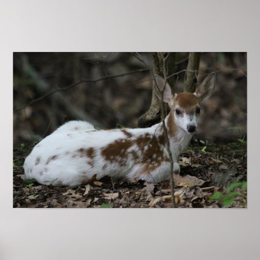 KMCfoto Piebald Deer Poster (Voorkant)