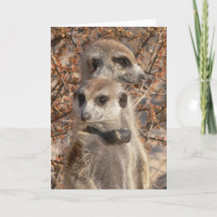 KMP Card 4 - Jo Jo Hallo en Habusu Kaart