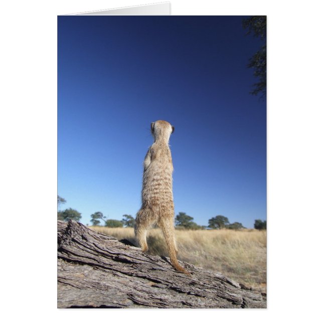 KMP-kaart 13 - Moomins sentinel (Voorkant)