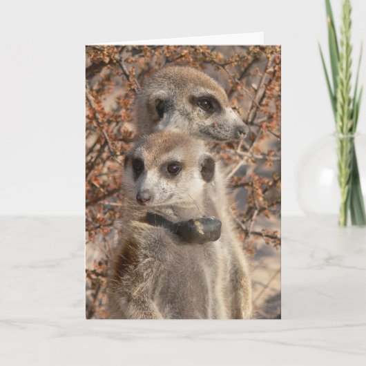 KMP Kaart Hallo 4 - Jo Jo (Voorkant)