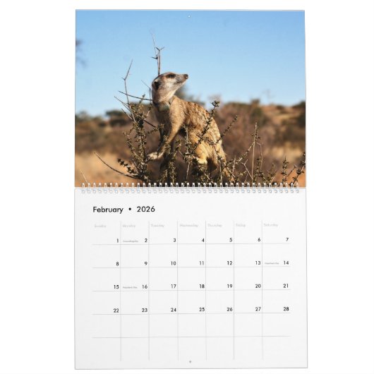 KMP Meerkats - 2020 Kalender (Feb 2026)