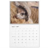 KMP Meerkats - 2020 Kalender (Mar 2027)