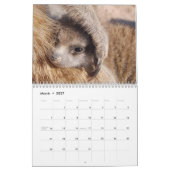 KMP Meerkats - 2020 Kalender (Mar 2027)