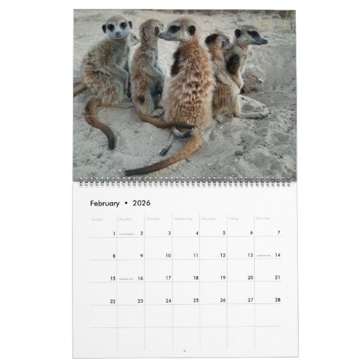 KMP Meerkats 2021 Kalender (Feb 2026)