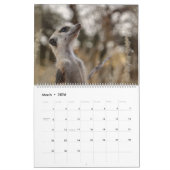 KMP Meerkats 2026 Calendar Kalender (Mar 2026)