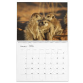 KMP Meerkats Kalender 2024 (Jan 2026)