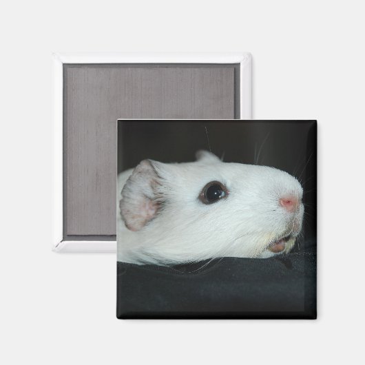 knabbelmagneet magneet (Voorkant / Achterkant)