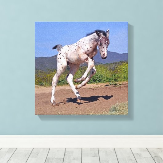 Knabstrupper Colt Canvas Afdruk (Insitu (Houten vloer))