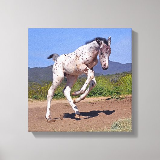 Knabstrupper Colt Canvas Afdruk (Voorkant)