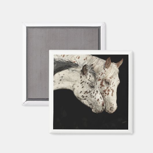 Knabstrupper Colts Magnet (Voorkant / Achterkant)