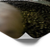 Knabstrupper Poster (Hoek)