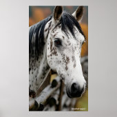 Knabstrupper Poster (Voorkant)