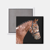 Knabstrupper Stallion Horse Magnet (Voorkant / Achterkant)
