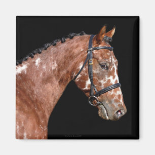 Knabstrupper Stallion Horse Magnet