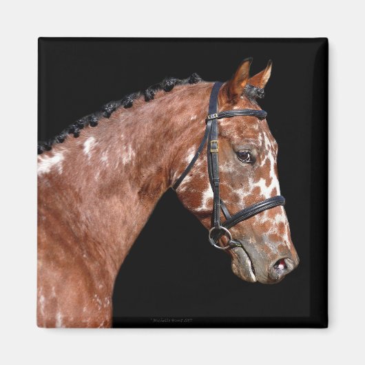 Knabstrupper Stallion Horse Magnet (Voorkant)
