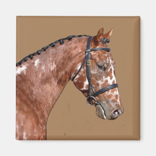 Knabstupper Stallion Magnet (Voorkant)