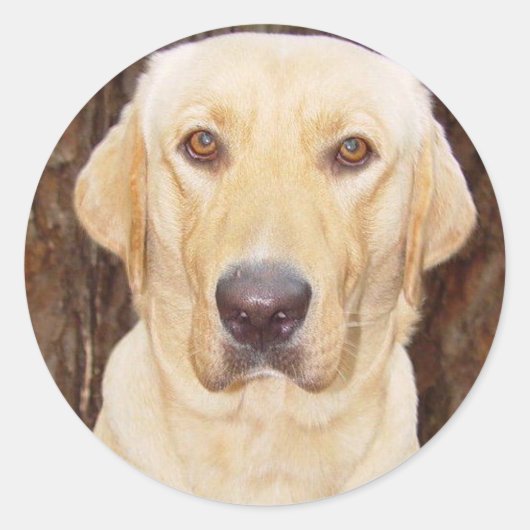 Knap lab ronde sticker (Voorkant)