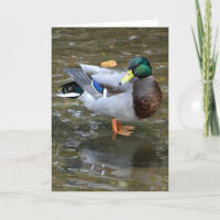 Knap Mallard Duck Wenskaart