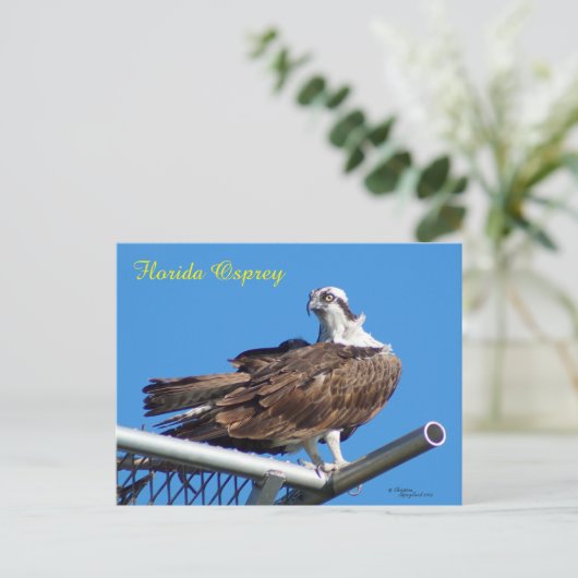 Knap Osprey Hawk Nest Briefkaart (Staand voorkant)