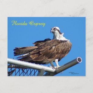 Knap Osprey Hawk Nest Briefkaart
