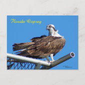 Knap Osprey Hawk Nest Briefkaart (Voorkant)