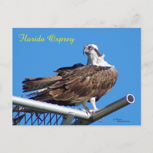 Knap Osprey Hawk Nest Briefkaart (Voorkant)