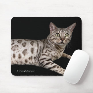 Knappe Bengaalse kat die chillelt in het apparteme Muismat