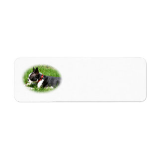 Knappe Boston Terrier Hond Op Gras Met Stok Etiket