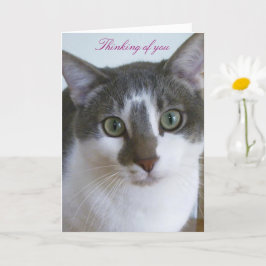 Knappe Grijze en Witte kat-Denken van U Kaart