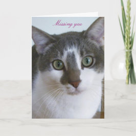 Knappe grijze en witte kat kaart