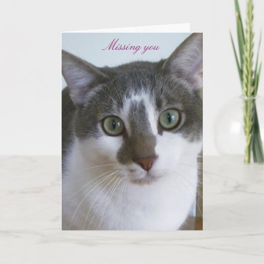 Knappe grijze en witte kat kaart (Voorkant)