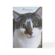 Knappe grijze en witte kat