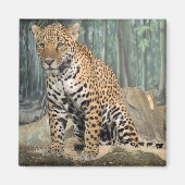 Knappe Jaguar Magneet (Voorkant)