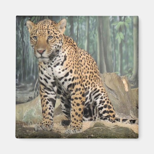 Knappe Jaguar Magneet (Voorkant)
