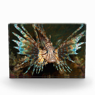 Knappe lionfish! Zeer dichte en intense foto   