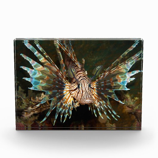 Knappe lionfish! Zeer dichte en intense foto |  (Voorkant)