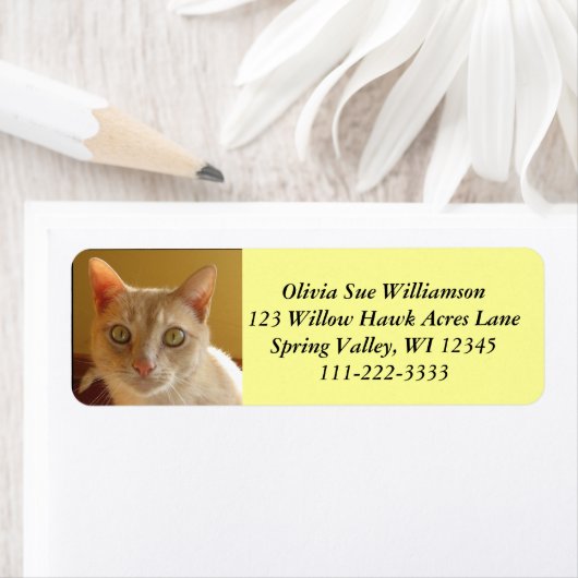 Knappe oranje kat #2 etiket (Insitu)