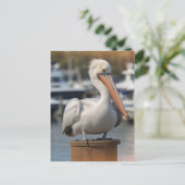 knappe pelikaan briefkaart (Staand voorkant)