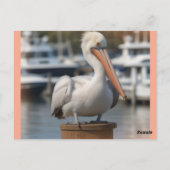 knappe pelikaan briefkaart (Achterkant)