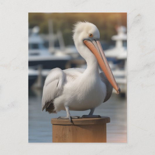 knappe pelikaan briefkaart (Voorkant)