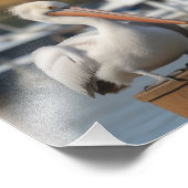 knappe pelikaan foto afdruk (Hoek)