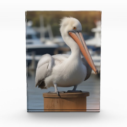 knappe pelikaan fotoblokken (Voorkant)