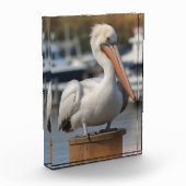 knappe pelikaan fotoblokken (Links)