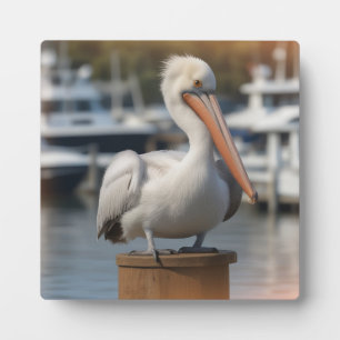 knappe pelikaan fotoplaat