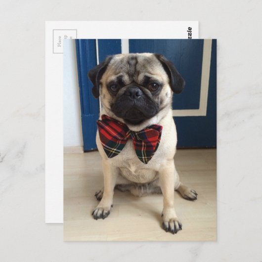 Knappe Pug in een boog stropdas ontwerp Briefkaart (Voorkant / Achterkant)
