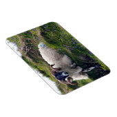 Knappe ram met krullende horens die lui ligt in de magneet (Rechterzijde)