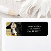 knappe stier etiket (Insitu)