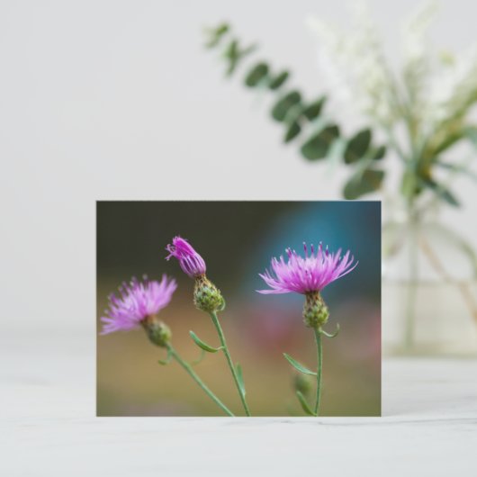 Knapweed, Michigan Briefkaart (Staand voorkant)